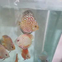 ماهی دیسکس|ماهی|اندیشه, شهرک مریم|دیوار