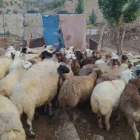 فروش بزوتی بزمیش وشیشک چاق درجه یک|حیوانات مزرعه|خرم‌آباد, |دیوار