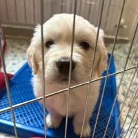 توله‌سگ گلدن رتریور ۲ ماهه، سالم و واکسینه