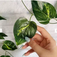 سینی چوبی - دورهمی|ظروف سرو و پذیرایی|جم, |دیوار