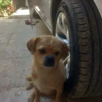 سگ پیکینز عروسکی