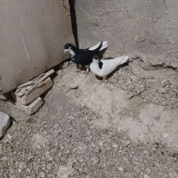 یه جفت سیاهپوش نروماده|پرنده|قزوین, |دیوار