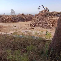 خرید چوب|خدمات باغبانی و درختکاری|پارسآباد, |دیوار