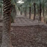 باغبان شهر|خدمات باغبانی و درختکاری|چابهار, |دیوار