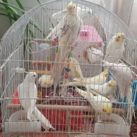 فروش عروس هلندی نژاد لوتینو و آلبینو