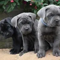 گارد قدرتمند کنکورسو سگ قلدر و عضلانی و درشت جثه|سگ|تهران, دربند|دیوار