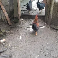 خروس محلی|حیوانات مزرعه|رشت, نخودچر|دیوار