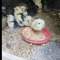 فروش جوجه گلین ریشوچهل تاج پنگونی