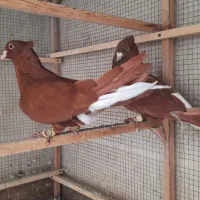 قطره آبله کبوتر درمان تضمینی