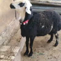 بره قوچ پلنگی