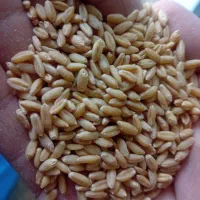 بذرگندم دیم صدرا|خدمات باغبانی و درختکاری|شیرینسو, |دیوار