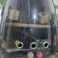 قفس پرنده