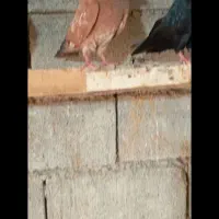 سیاه و کله ای