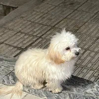 سگ پاپی|سگ|ساوه, |دیوار