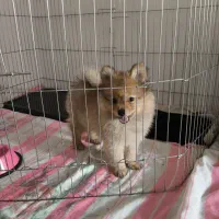 پامرانین خرسی|سگ|کرمانشاه, |دیوار