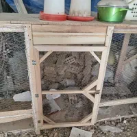 فروش قفس