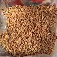 گندم بذری دیم آذر 2 فروش فوری|عمده‌فروشی|کنگاور, |دیوار