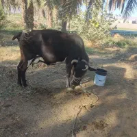 گاو اسرائیلی چاق و سرحال شیردِه|حیوانات مزرعه|منوجان, |دیوار