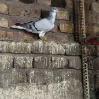 کبوتر راست کبود نر