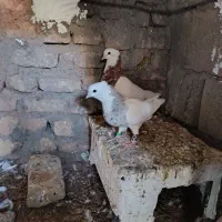 کبوتر