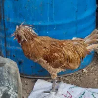 خروس  پولند