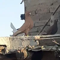 زرد کاکلی نر شیویدی