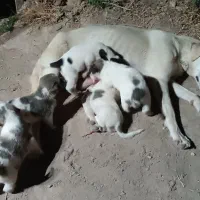 سگ ماده با توله اش