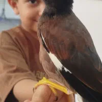 مینا نر افغانی معاوضه با عروس کوتوله
