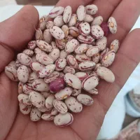 لوبیا چیتی خشک محلی پاکوتاه پربار