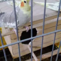 عروس هلندی سخنگو|پرنده|مشکین‌دشت, |دیوار