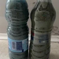 نعناع خشک امسالی