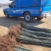 نهال گران نخرید از من تولید کننده بخرید|عمدهفروشی|شهرکرد, |دیوار