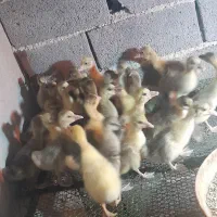 جوجه غاز ۱۵ روزه موجود است