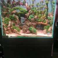 پلنت گیاه گیاهی پالاداریوم آبنما اکواریوم ماهی