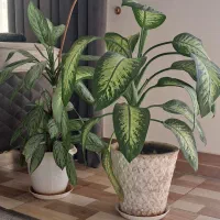 فروش چند عدد گل|گل و گیاه طبیعی|داراب, |دیوار