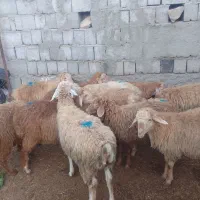 توغلی نروماده|حیوانات مزرعه|انگوت, |دیوار