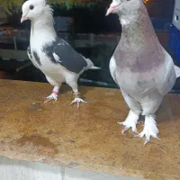 کفتر شازده سرور پرشی