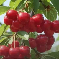 گیلاس تک دانه