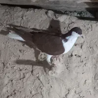 کبوتر|پرنده|چناران, |دیوار