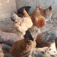 مرغ و خروس جوان چاق و چله تخم کن