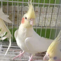 عروس هلندی نیمه دستی ۵ماهه قیمت عالیی