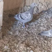کفتر باخت خورده