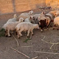 بره چاق پلوار کشتاری 370کیلویی|حیوانات مزرعه|ارزوئیه, |دیوار