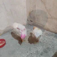 جوجه