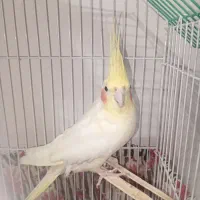 پرنده عروس هلندی با قفس