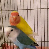 طوطی برزیلی|پرنده|تهران, باشگاه نفت|دیوار