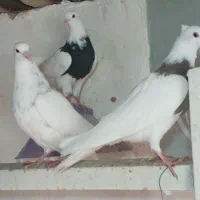 کبوتر طوقی|پرنده|شهرکرد, |دیوار