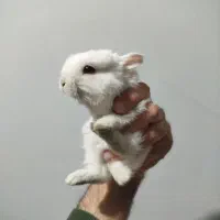 بچه خرگوش|موش و خرگوش|مریوان, |دیوار