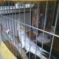 عروس هلندی مرواریدی و قفس