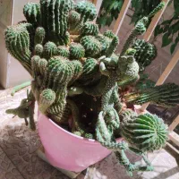 کاکتوس فروشی